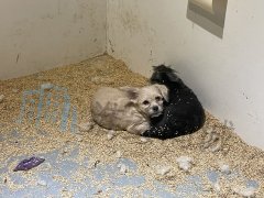 淮安茂业室内动物乐园被曝惨状连连，是萌番还